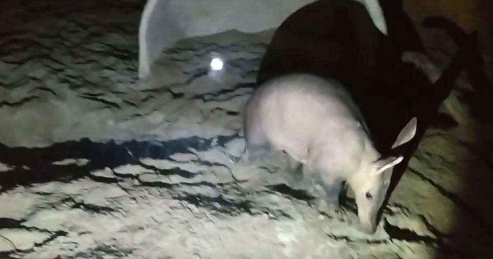 В калининградском зоопарке показали, почему трубкозуб всё время спит днём (видео)