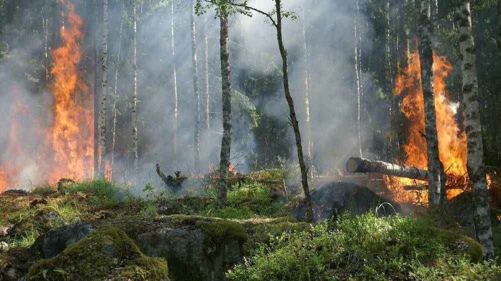 Спасатели тушат природный пожар на Валааме