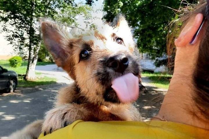 В Новомичуринске волонтеры «выкупили» избитого щенка за продукты