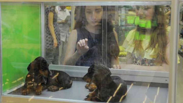 Юрист оценила идею о запрете продажи животных в зоомагазинах