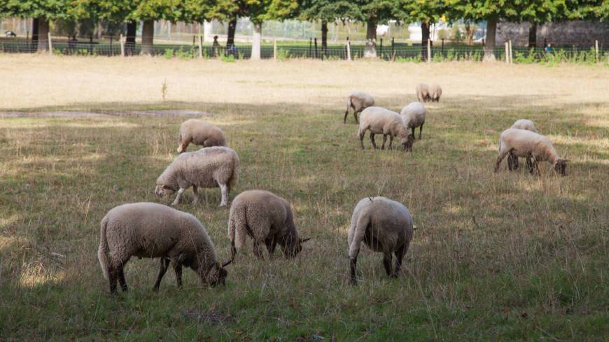 Ирландские историки наняли на работу стадо овец