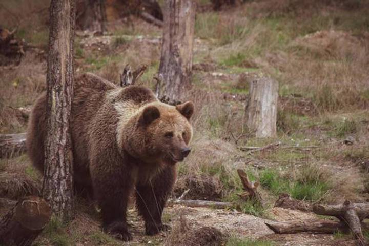 Директор парка «Ергаки» рассказал подробности нападения медведя-людоеда в Красноярском крае