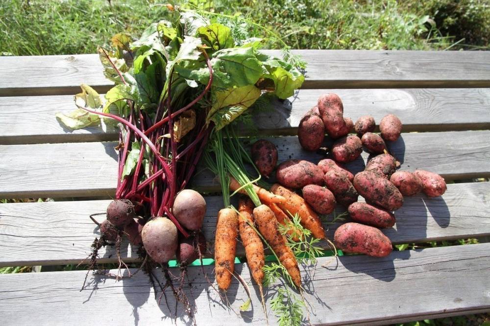 В Карелии создадут рабочую группу по мониторингу цен на овощи