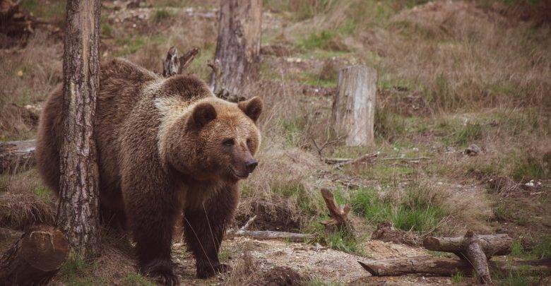 "Бежит за нами во все четыре лапы": Стали известны подробности нападения медведя на тургруппу в Сибири