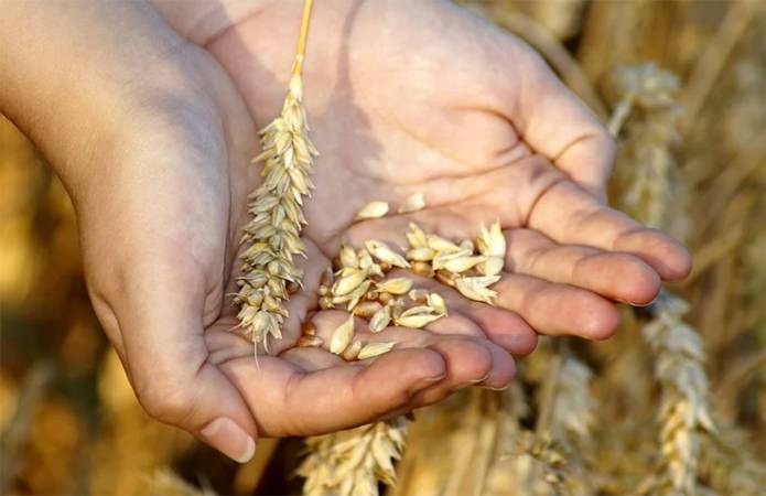 Урожай-2021: мнения украинских аграриев о качестве зерна разошлись