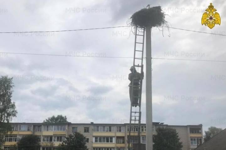 В Тверской области сотрудники МЧС вернули аистов в гнездо