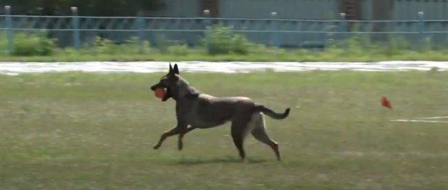 В Славянске проводятся соревнования среди служебных собак Нацгвардии