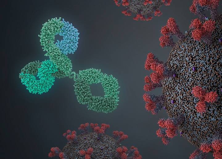 Найдено универсальное антитело – оно побеждает любые штаммы коронавируса