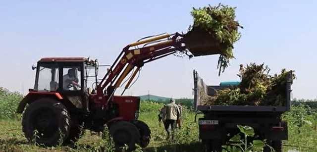 Полиция показала видео уничтожения гигантского урожая конопли