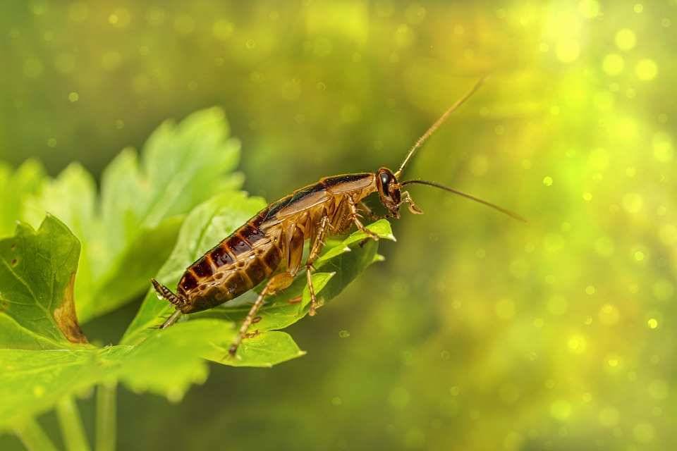 Ученые нашли способ с помощью блокирования одного гена помешать размножению тараканов