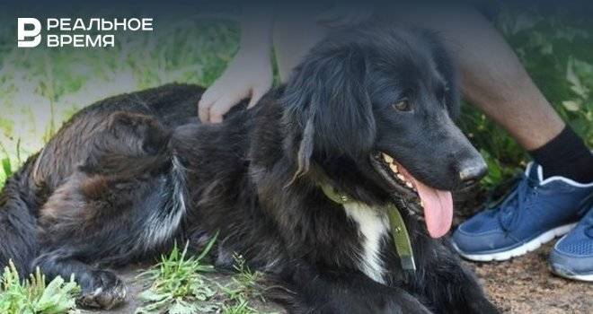 В Казани стерилизовали 71 собаку с начала работы выездных мобильных пунктов