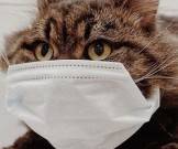 Ученые выяснили, какие животные могут заразиться коронавирусом