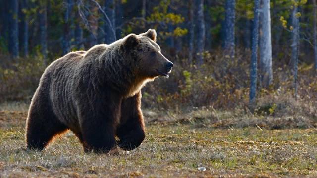 Медведь напал на туристов в природном парке в Красноярском крае