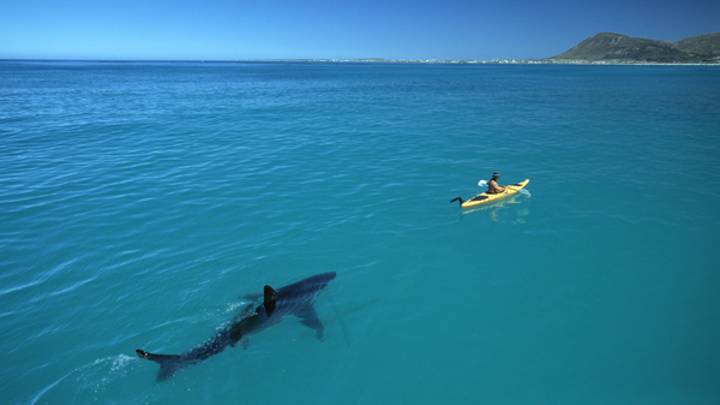 Приморских жителей предупредили об опасности встречи с белыми акулами