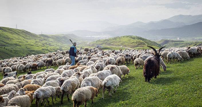 SOS! На востоке Грузии ищут без вести пропавшего пастуха