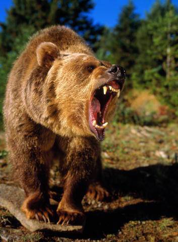 В Красноярском крае нашли тело убитого медведем туриста в парке "Ергаки"