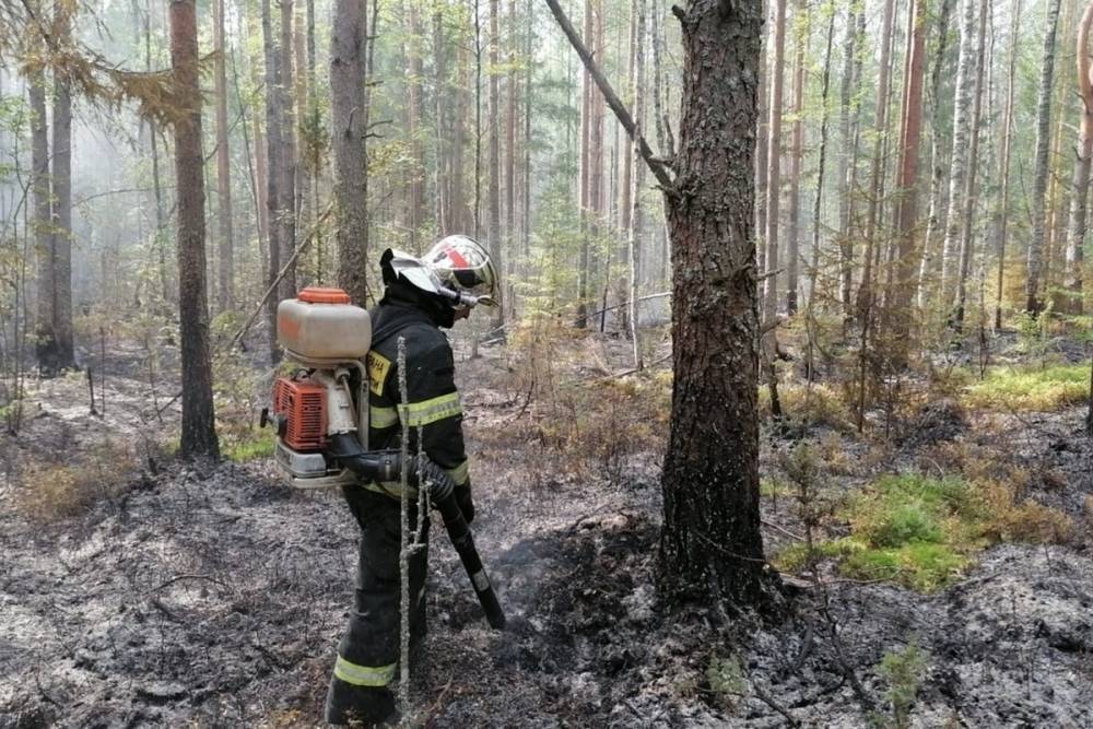 Утром в Тверской области снова загорелся лес