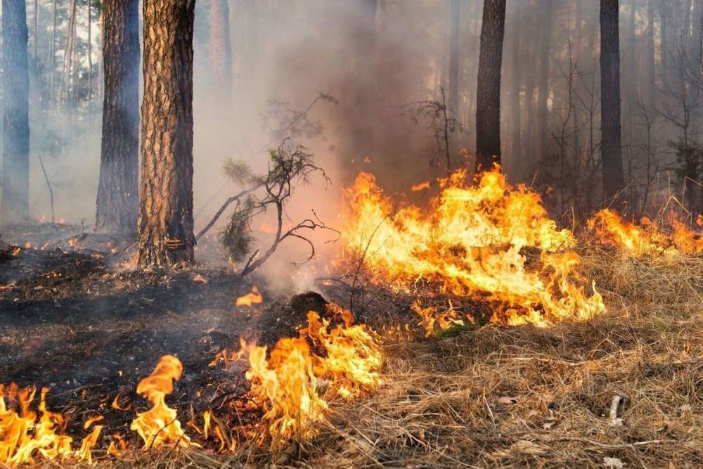 Отдыхающие в Турции петербуржцы стали пленниками лесных пожаров