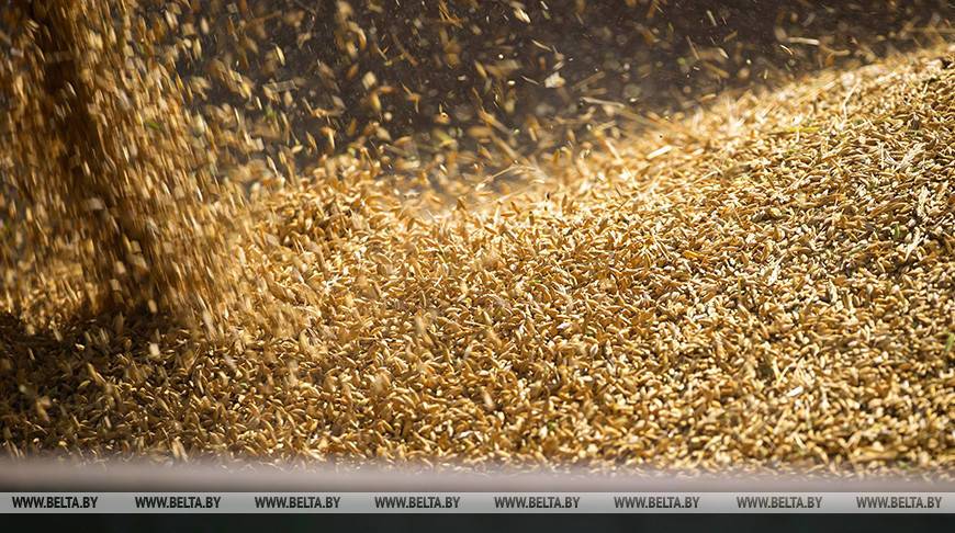 Около 4 тыс. га зерновых погибли от засухи в Брестской области