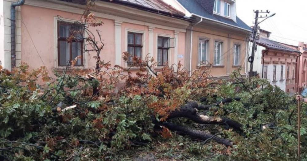 В Черновцах непогода затопила улицы и повалила деревья (ФОТО, ВИДЕО)