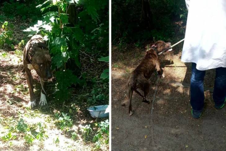 В Киеве спасли привязанную к дереву собаку: она пробыла без воды и еды два дня
