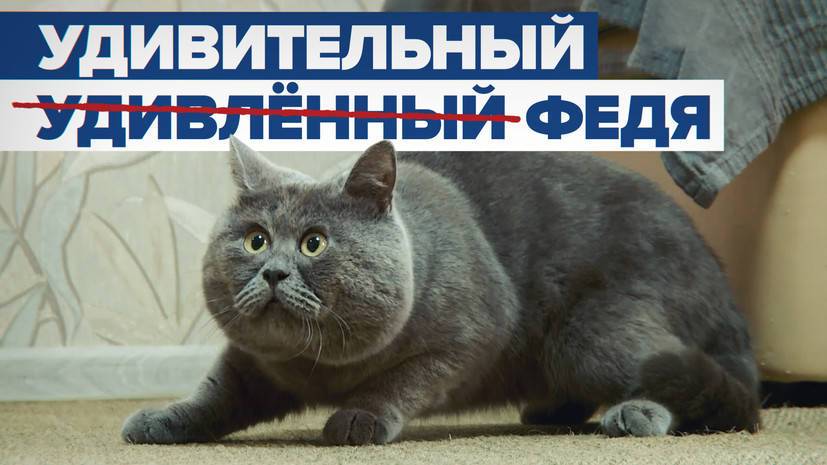 Звезда соцсетей и зарубежных СМИ: как живёт «удивлённый» кот Федя из Ростовской области