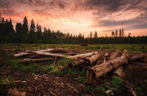 «До последнего дерева»: жители Свердловской области жалуются на массовые вырубки леса