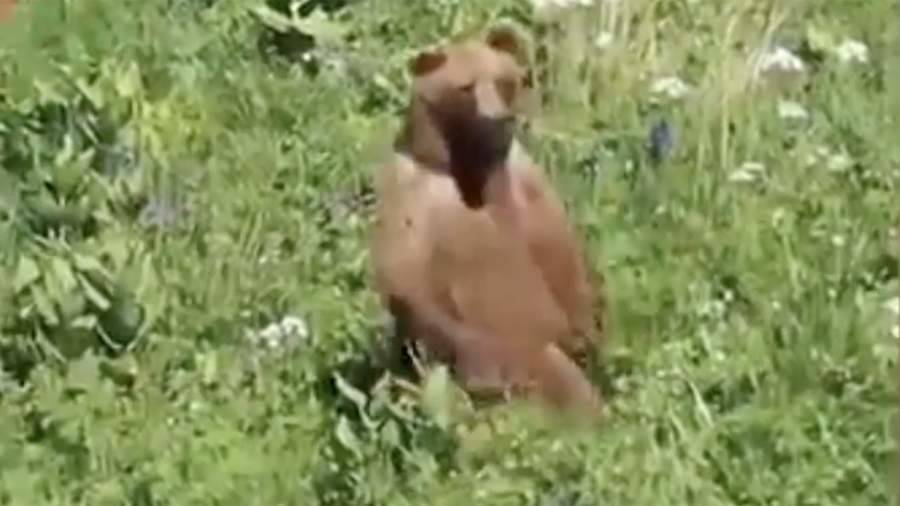 Туристы сняли на видео медведя в горах Красной Поляны