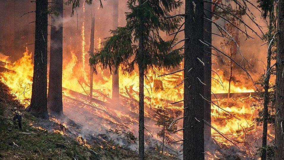 В Долинском районе горит лес