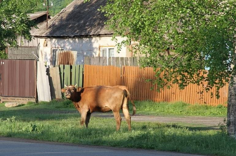 Сельскому туризму — зелёную улицу