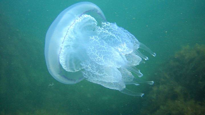 "Медуза-убийца". Возможную причину затопления прогулочного катера назвали в Крыму