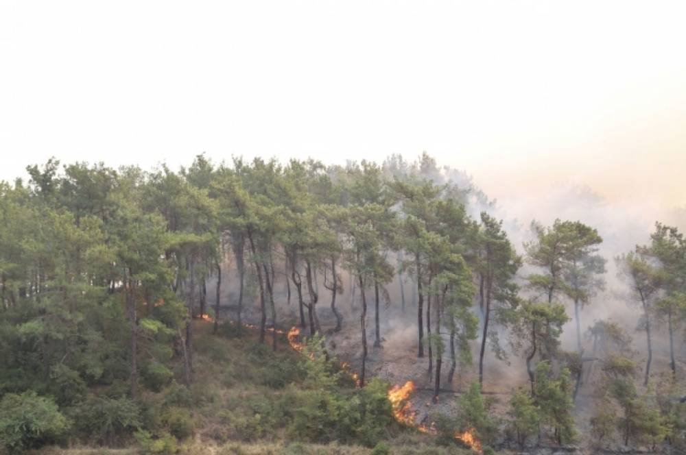 В Турции локализовано 57 из 71 очага лесных возгораний