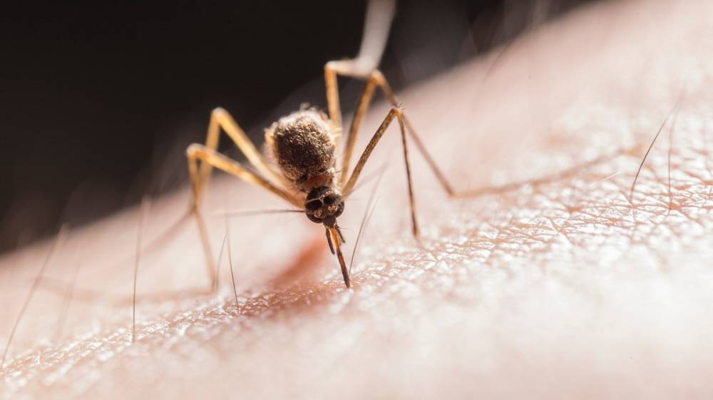 После укуса комаров 4 воронежца заразились экзотической лихорадкой Западного Нила