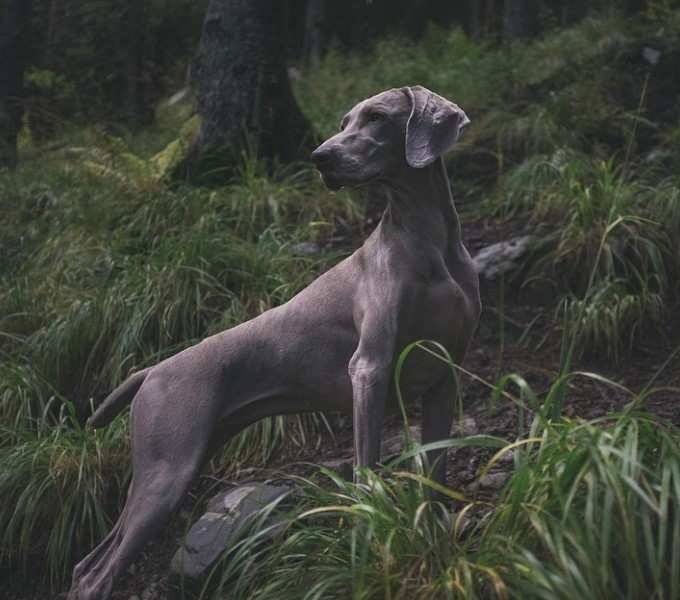 Ученые: Найденная в Грузии окаменелость может быть первой охотничьей собакой в Европе