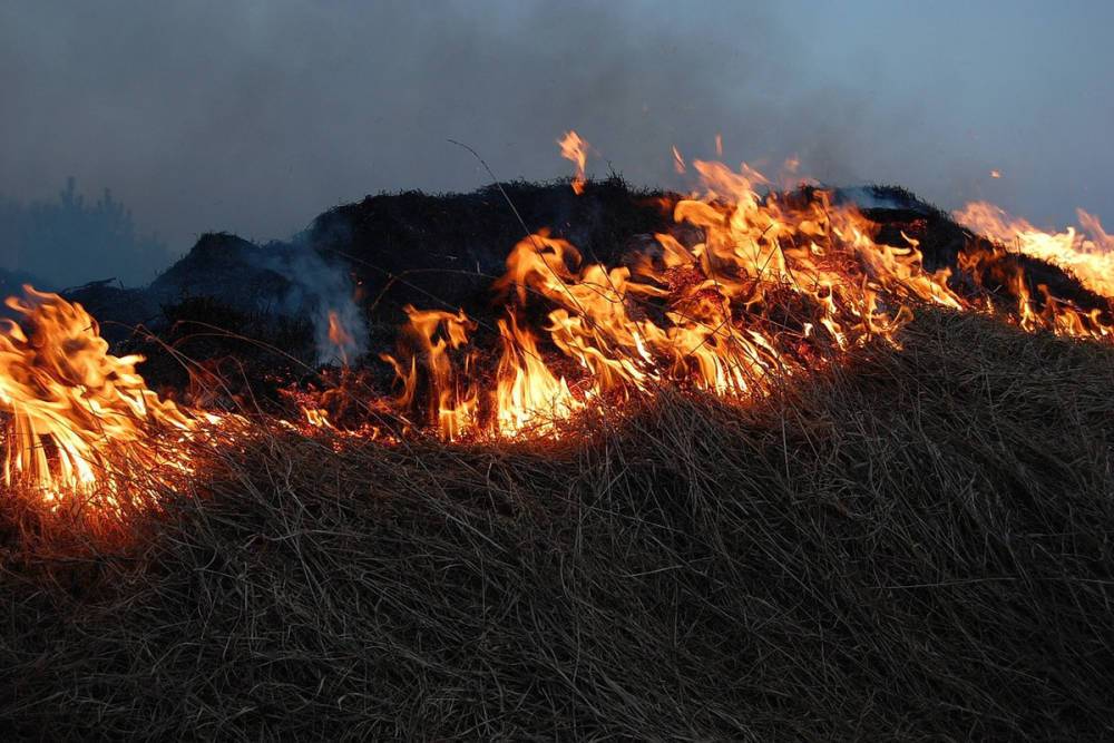 Загоревшийся под Луганском сухостой мог привести к пожару в жилых домах