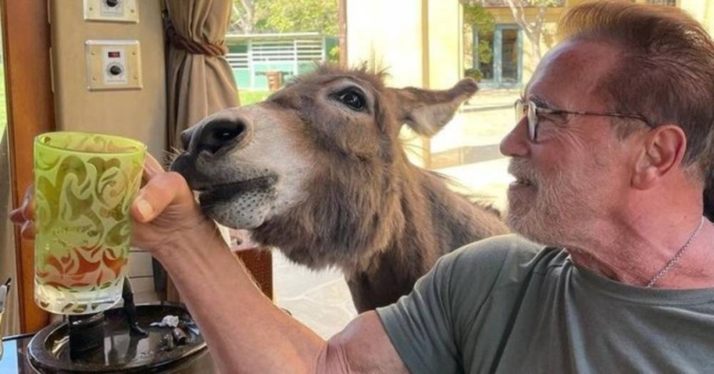 Арнольд Шварценеггер показал своего домашнего осла Лулу (фото)