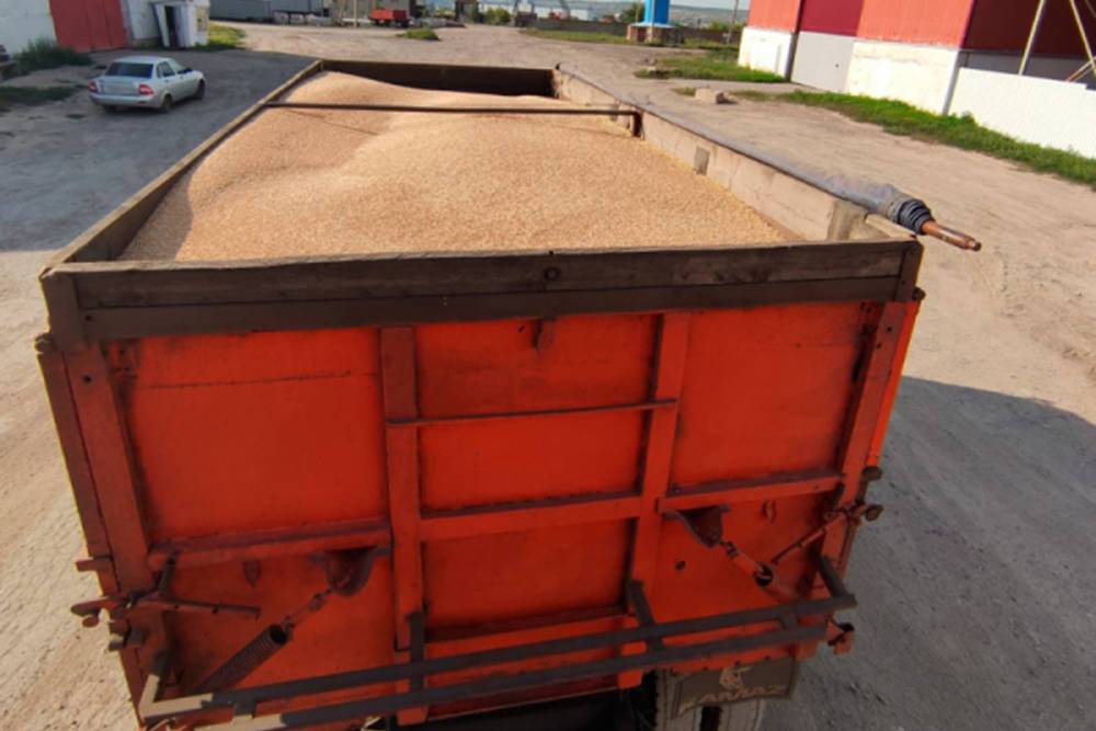 С поля агрофирмы в Старом Осколе похитили 26 тонн пшеницы