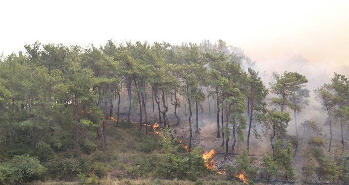 В двенадцати провинциях Турции запрещено посещать лесные массивы