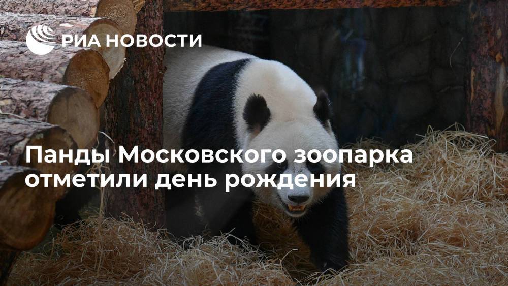 Московский зоопарк: панды Диндин и Жуи отметили день рождения двумя тортами с бамбуком