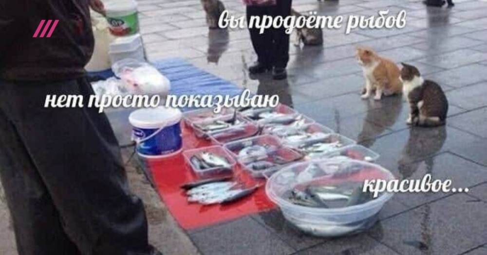 «Вы продоёте рыбов?» Как появился мем и как он связан с политической ситуацией в стране. Объясняет Гасан Гусейнов