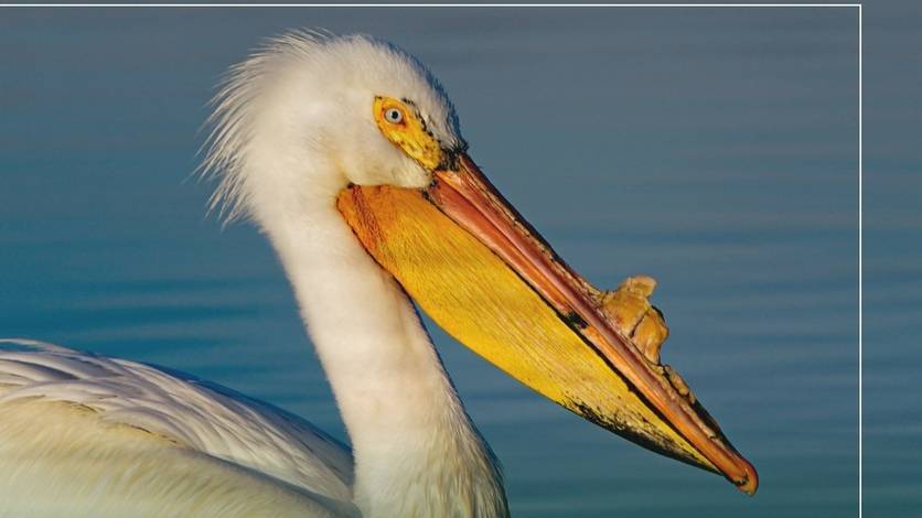 Еще 65 мертвых пеликанов обнаружили в тюменском Национальном парке