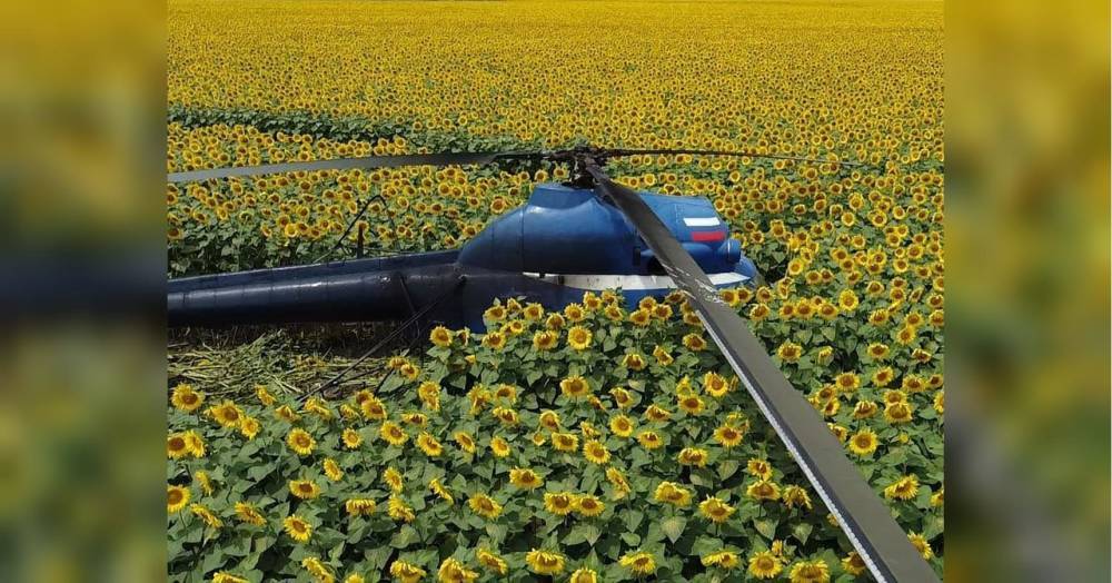 У Росії вертоліт впав на поле соняшників, пілот зник