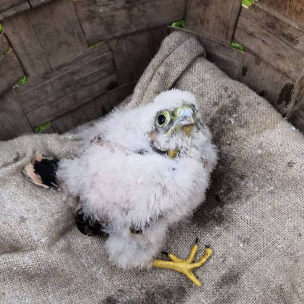В Тайцах спасатели вернули выпавшего малыша пустельги в родное гнездо — фото