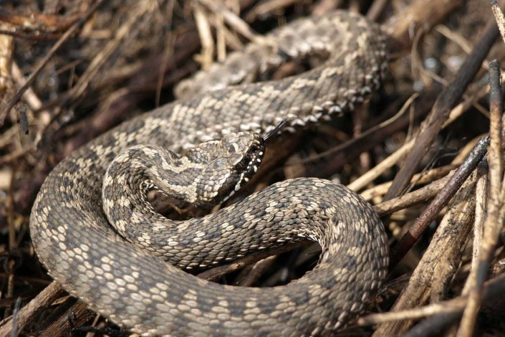 Спасатели Тверской области рассказали, что делать в случае укуса ядовитой змеи
