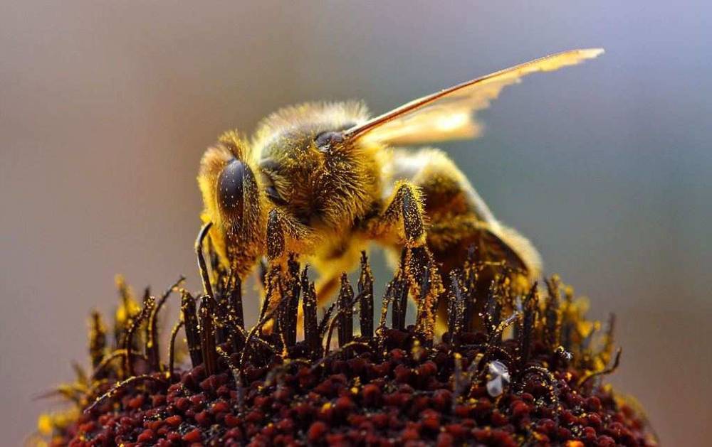 В США учёные создали препарат для защиты пчёл от пестицидов