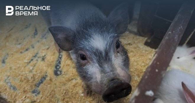 В Татарстане выявили новый случай африканской чумы свиней