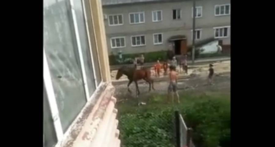 Под Воронежем парень на глазах у детей избил лошадь