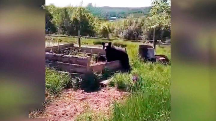 В Хабаровском крае – небывалое нашествие медведей