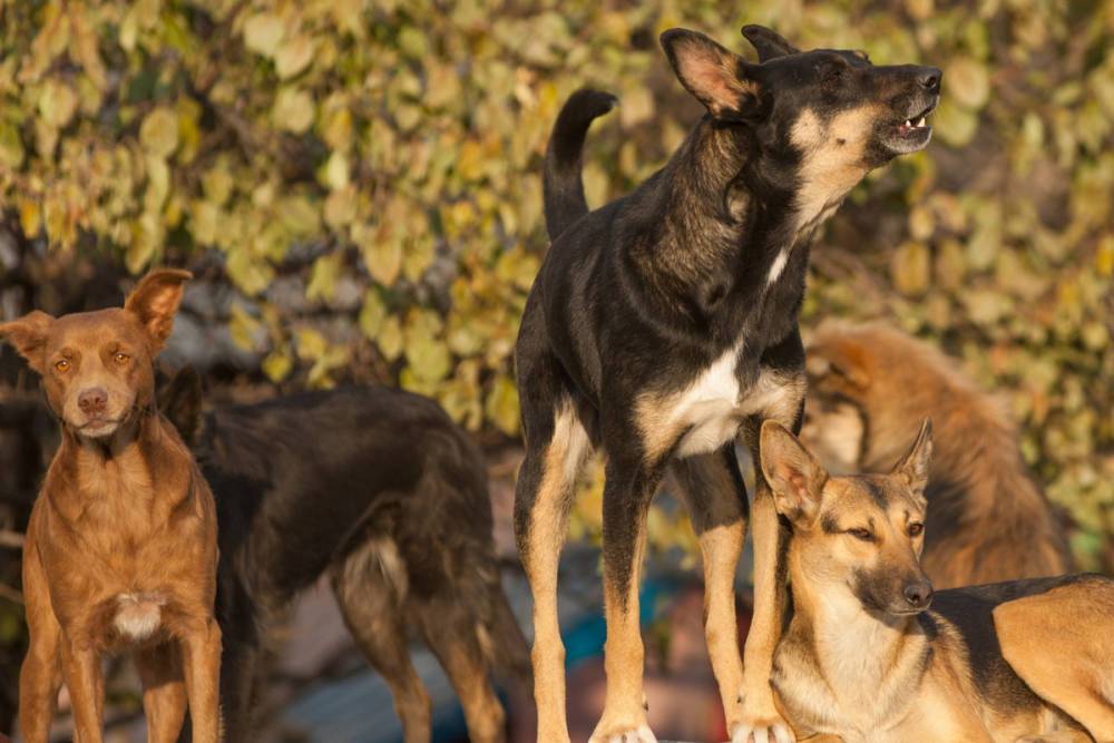 Окруженная стаей собак новгородка развлекала животных песнями