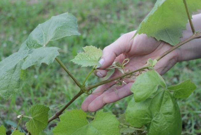 Самые важные процедуры по уходу за виноградом в июле